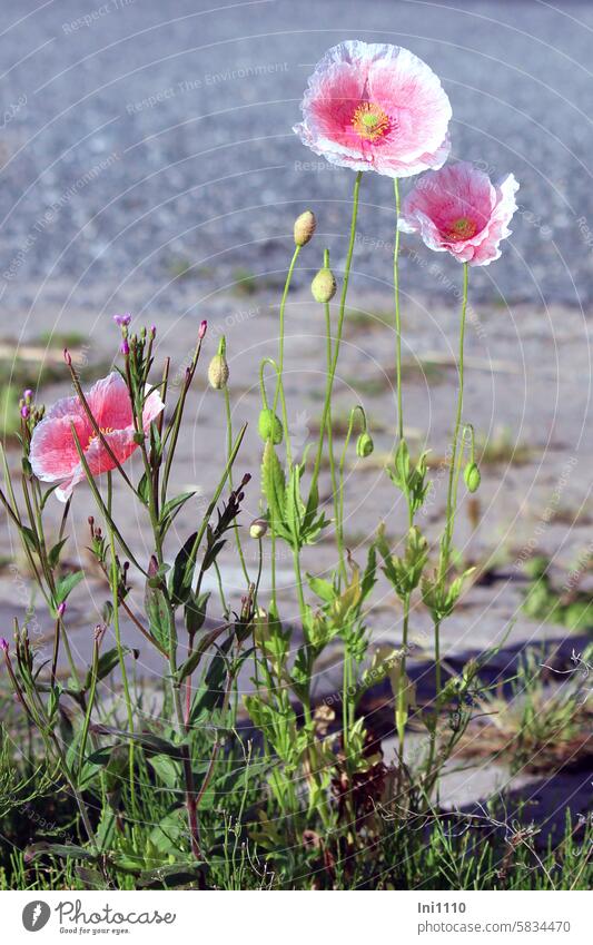 Silk poppies by the roadside Summer plants Roadside Poppy poppy plant variety Silk poppy pastel shades blossoms Pink White Delicate poppy buds Street Asphalt