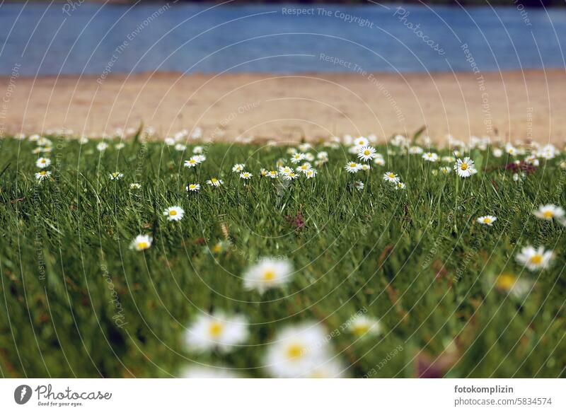 Daisy meadow on the lakeshore Lake Lakeside Meadow little flowers Grass Flower meadow meadow flowers Summer Bathing place Bathing summer