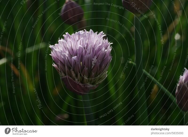 Flower of the chives Chives Green Purple Violet Nature transparent Delicate Garden herbs Fragrance Hearty Herbs and spices Colour photo Close-up naturally Fresh