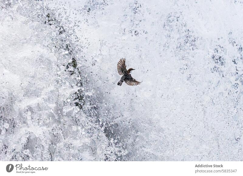 Blackbird Soaring in Front of Rushing Waterfall blackbird waterfall flight nature wildlife flying motion mist frothy powerful spray plunge natural outdoor