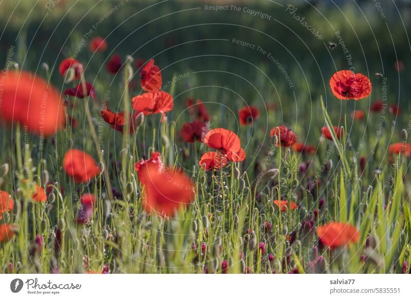 Poppy blossom festival for bees and bumblebees Poppy field Corn poppy Red Flower Summer Plant Nature Blossom Field Idyll Deserted Landscape Wild plant