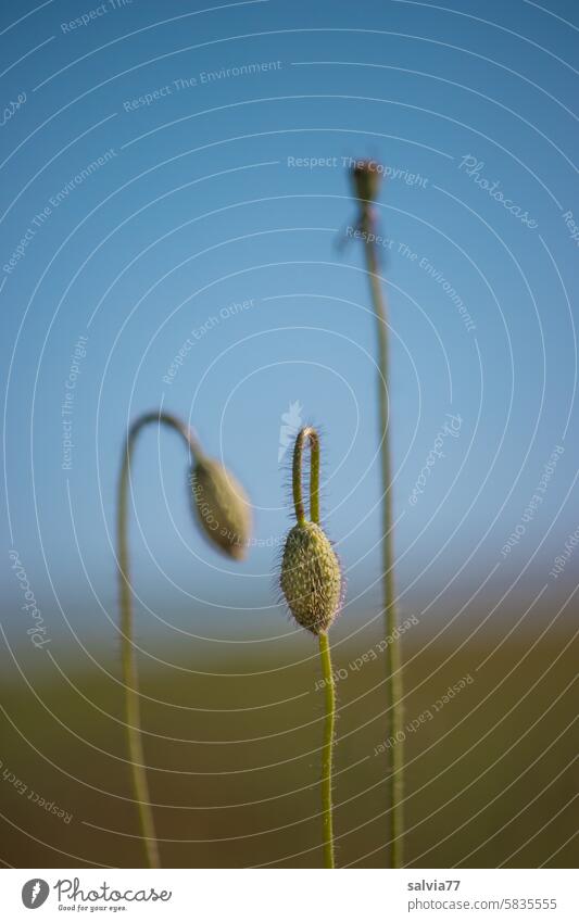 proverbial | hanging one's head Nature Plant poppy bud Poppy Corn poppy Summer Delicate Thin hang your head Poppy blossom Deserted Sky Green Blue flexed