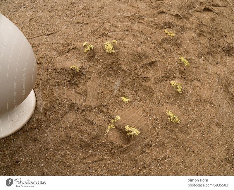 Sandy beach with round seating egg in the cut and flowering plants buried in the sand Beach Egg Egg-shaped Partially visible Vacation & Travel Ocean Summer