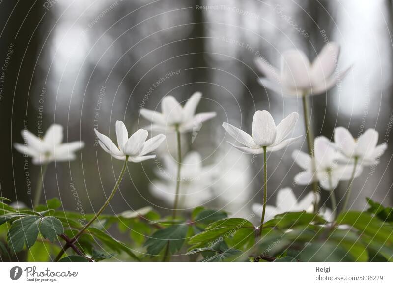 wood anemone Wood anemone Flower Blossom Spring flowering plant Forest Woodground wax blossom Close-up Worm's-eye view Back-light Leaf Plant Nature Colour photo