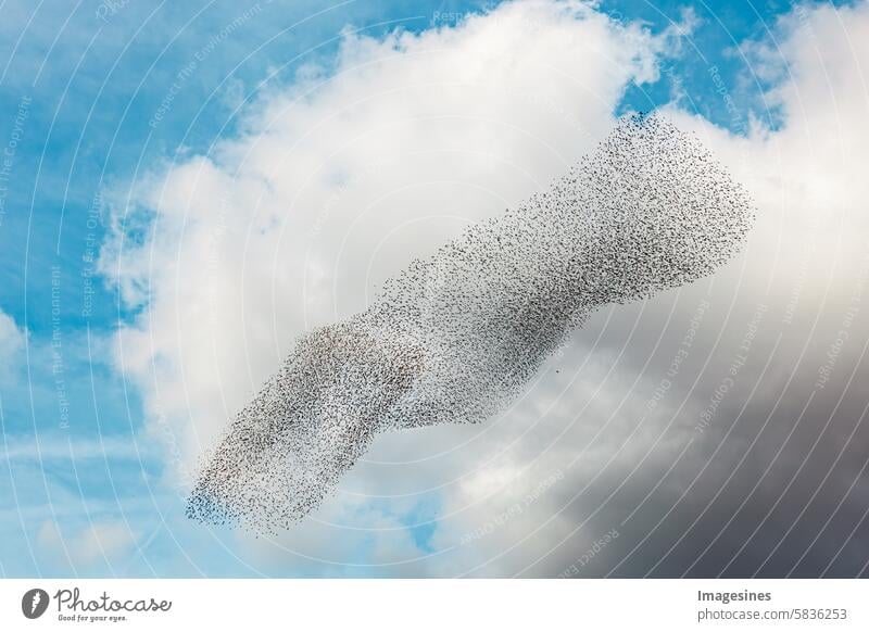 Flock of starlings in daylight. Flock of birds swarming in front of a blue cloudy sky. Starling swarm Stare rave Clouds in the sky Animal Themes animal world