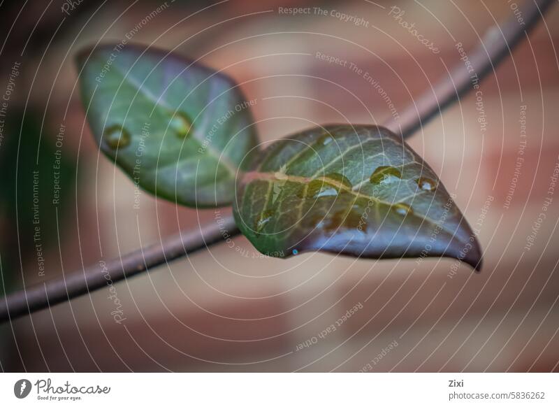 Raindrops on leaves rain Wet Rainy weather Water Drops of water raindrops rainy day nature