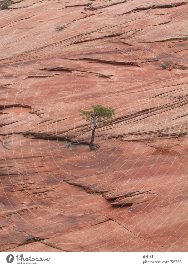 lonely Tree Loneliness Wall of rock Assertiveness Power Force Strong Small Go up Career