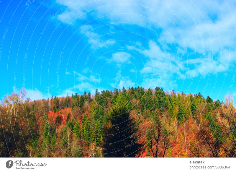 mountains covered with forest nature autumn landscape tree fir spruce white wood bush sky beautiful wild geology hill trees height eminence multicolored