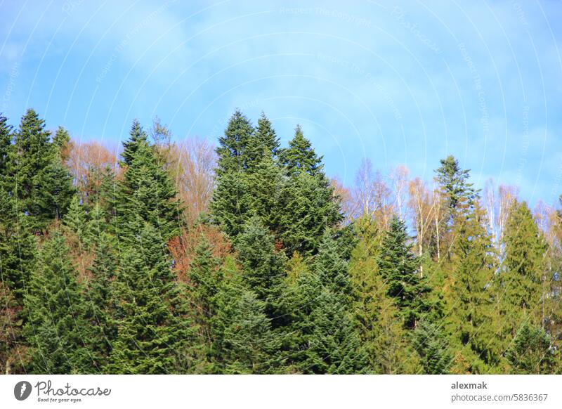 mountain covered with forest nature autumn landscape tree firry mountains spruce white wood bush sky beautiful wild geology hill trees height eminence