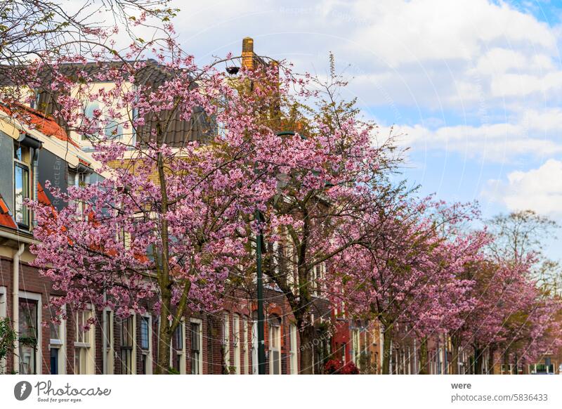 Street in the Dutch city of Delft in spring, Netherlands, Delft, City Delft blue Porcelain University town Vermeer building iDutch residential building scenery