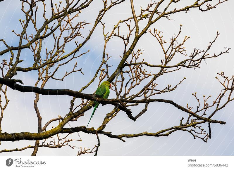 A band-tailed parakeet as a neozoon on the bare branches of a tree in the Dutch city of Delft Bird City Delft blue Exotic Kramer parrot Neozoon Netherlands