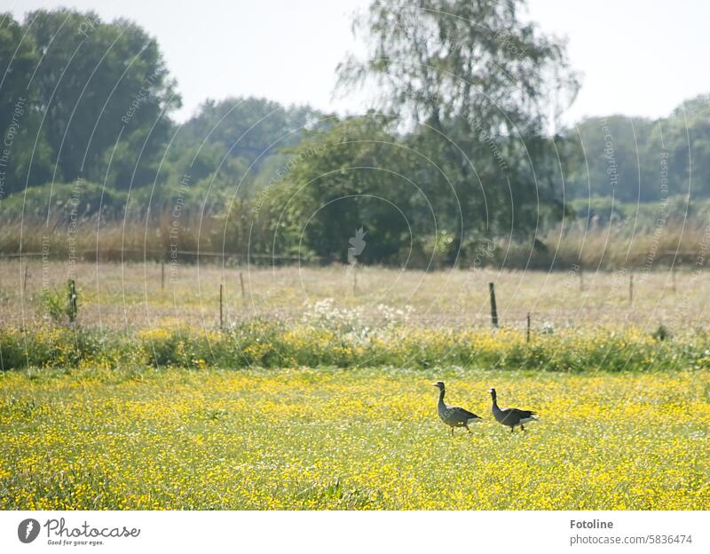 Two geese traipse across a meadow full of yellow flowers. I wonder what they are chattering about? Goose Bird Animal Exterior shot Nature Wild animal Wild goose