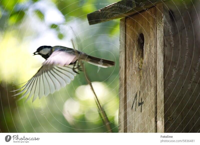 The little great tit flies away from the nesting box. In its beak a lump of poop from the chicks, the feathers spread to perfection. Tit mouse Bird Nature