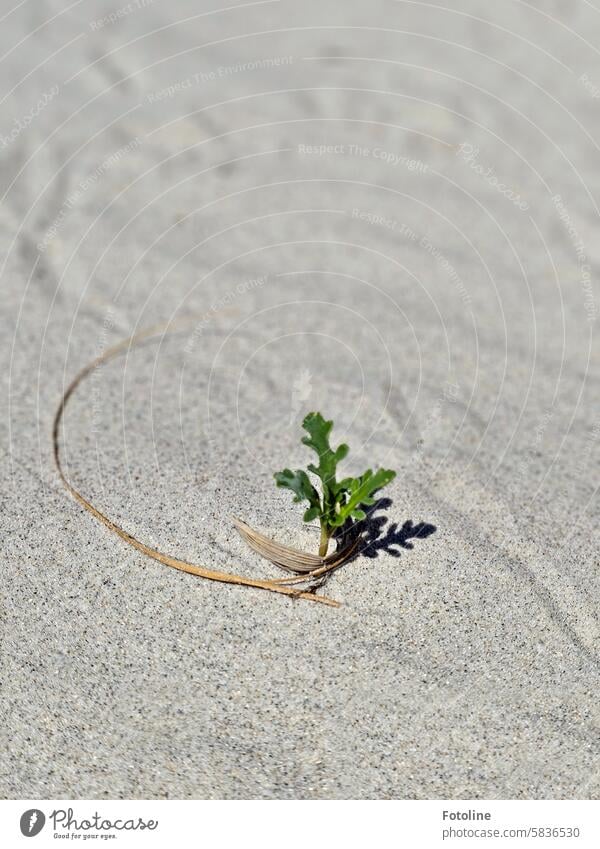 A small plant wrapped in straw grows in the fine sand on the beach. Sand Beach beach sand coast Exterior shot Fine fine-grained Bright Plant Green Small Growth