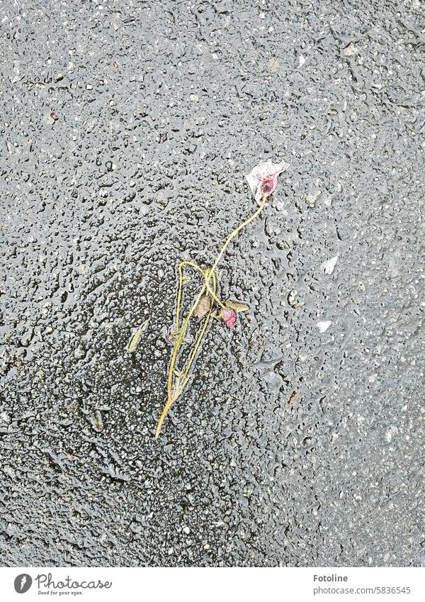 There's a poppy on the road that some people have already walked on. The road is still wet from the rain. Street Pavement Gray Wet Water Rainwater Flower