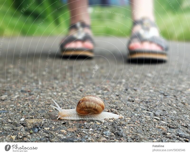 Give way! My daughter had been standing there for a while waiting for the snail to pass. Vineyard snail Crumpet Snail shell Animal Feeler Slowly Slimy Close-up