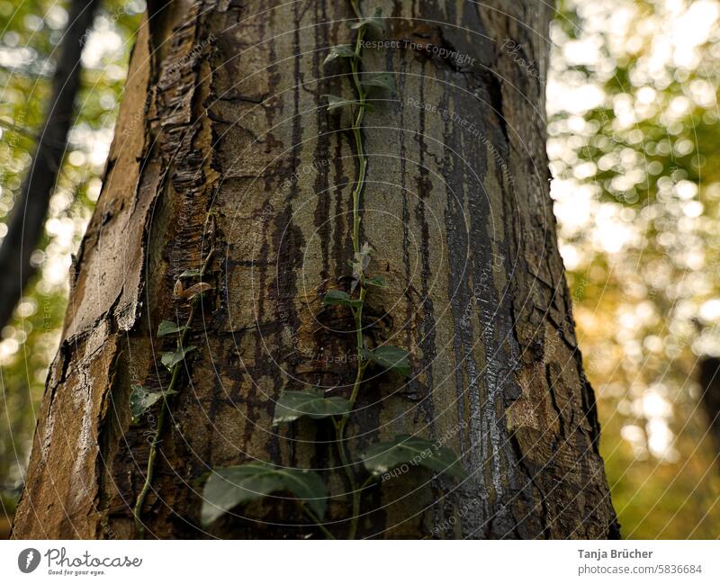 Line play on the tree trunk lines Lines and shapes Structures and shapes Pattern Stripe Striped Vertical vertical structures vertical lines wet and dry