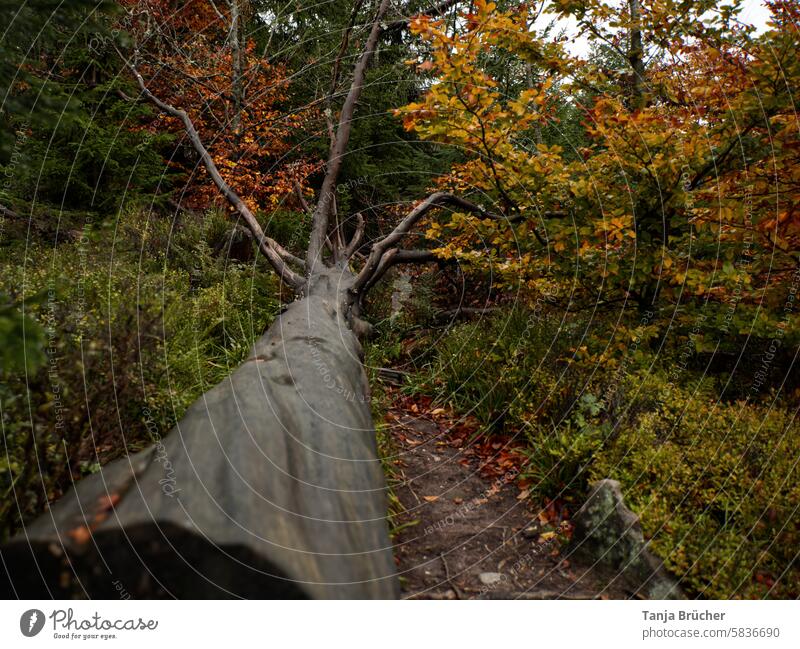 Felled tree in the Bannwald forest in the fall cut down tree avalanche forest fallen tree Topple over Tree trunk fallen giant Wood nature conservation