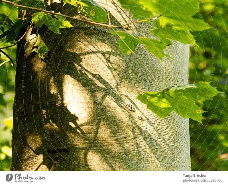 Shadow play of leaves and branches on the tree trunk Green Mood lighting Light and shadow play Flare structures light reflexes Shaft of light natural light