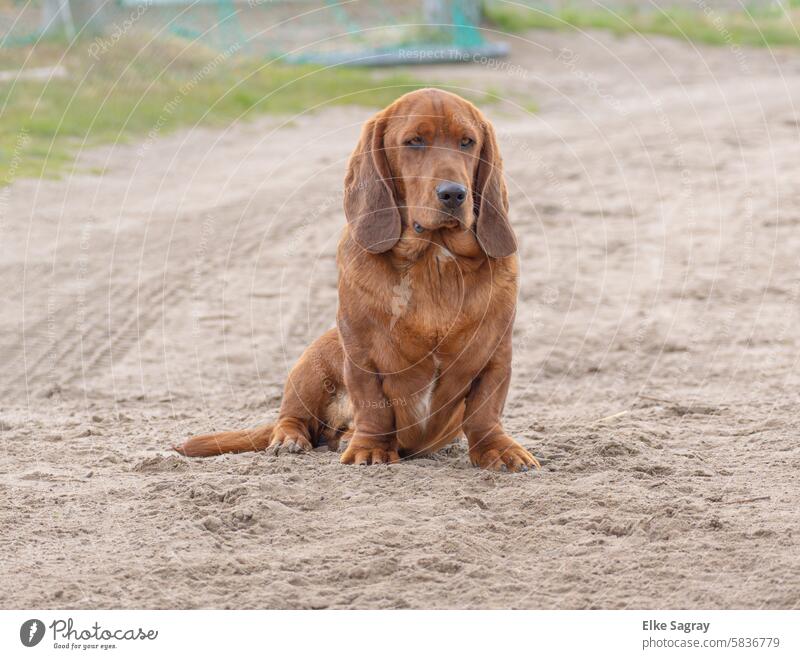 Brown basset hound sitting in the sand Dog Animal Colour photo Exterior shot Pet Calm Day Snout portrait Cute Animal face Pelt Looking Dog's snout