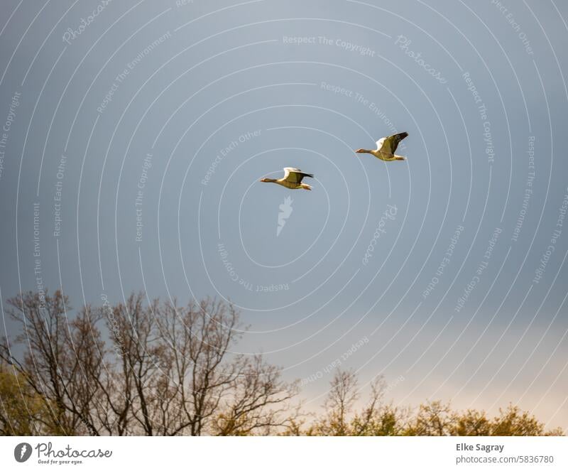 Two wild geese in flight Flying birds Freedom Movement Migratory birds Flight of the birds Air Wild animal Exterior shot