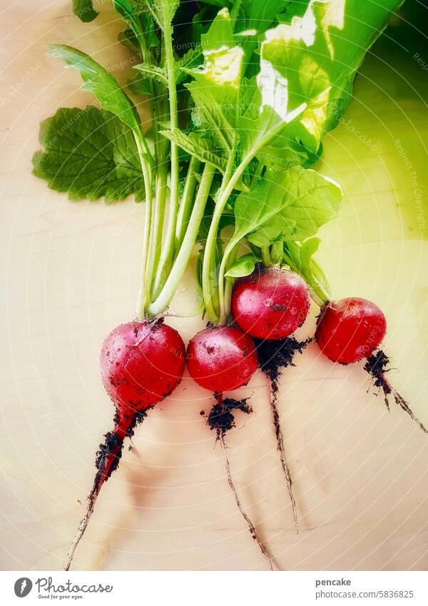 ausgefranst | scharfes wurzelwerk Radieschen Ernte Garten Wurzeln Schärfe Wurzelwerk rot Salat Gemüse Ernährung vegan gesund frisch lecker