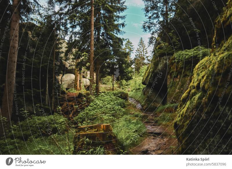 Hiking trail in the forest up the mountain Forest Nature Rock rocky Landscape Flow Mountain Green Wild hiking in nature fichtelgebirge Follow the path