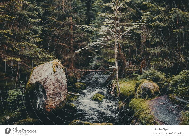 Rock by a stream next to a hiking trail in the forest Forest Nature rocky Hiking Brook Landscape Water Flow Mountain Green Wild hiking in nature fichtelgebirge