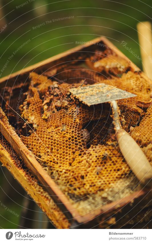 honey Food Nutrition Organic produce Healthy Gardening Bee-keeper Bee-keeping Environment Nature To enjoy Health care honey production Production Tradition