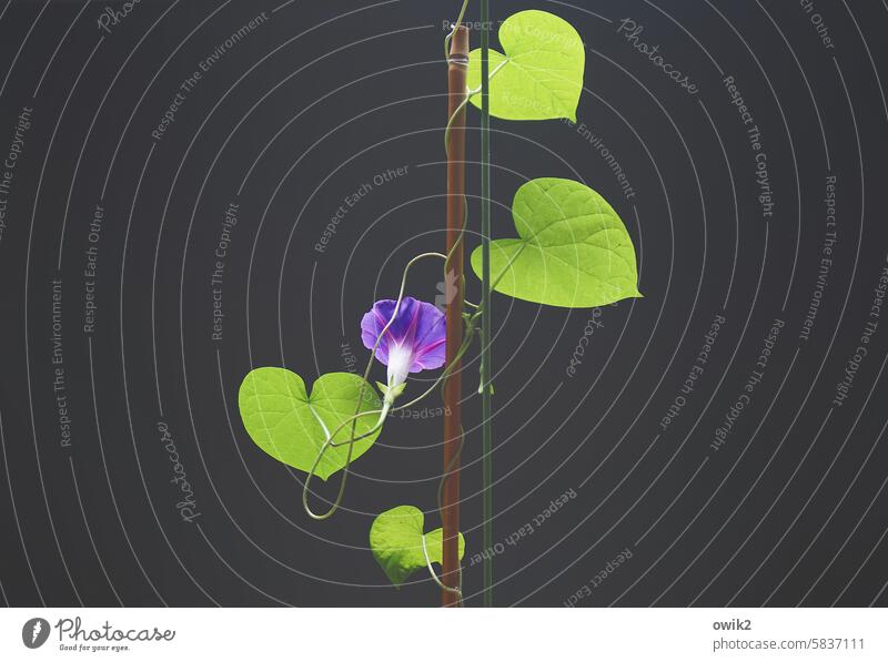 Purple horn Ipomaea Tricolor Common morning glory splendid winch creeper Blossom Sweet pea Tendril Growth Plant Spiral Flowering plant daylight garden winch
