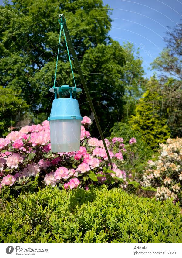 Box tree moth trap with box tree Beech Trap pest attractant Garden Blue sky Rhododendrons Green Pink Hedge