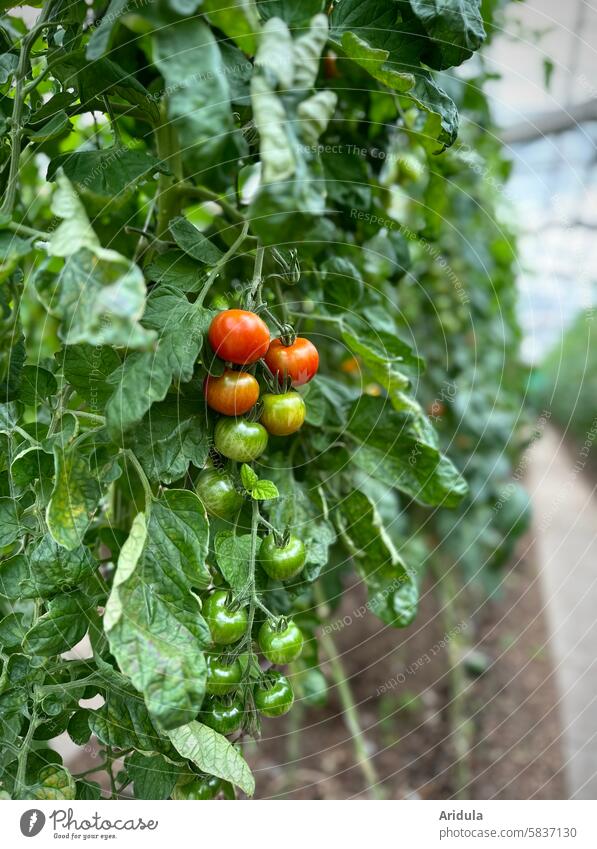 Vine tomatoes in a greenhouse Vegetable vegetable gardening Greenhouse Market garden Vegetable garden Food Nutrition Plant Fresh Growth Vegetable bed