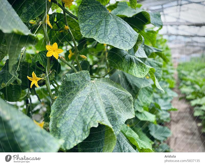 Flowering cucumber plants in a greenhouse Cucumber Vegetable vegetable gardening Greenhouse Market garden Vegetable garden Food Nutrition Plant Fresh Growth
