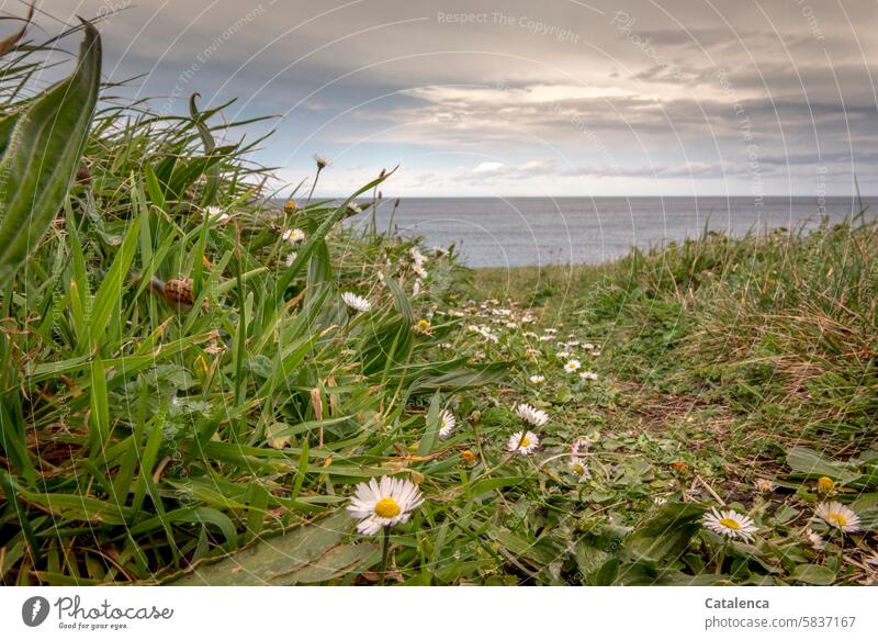 The way to the beach Elements Water coast Clouds Low tide High tide Landscape Beach Vacation & Travel vacation Nature Tide Horizon Ocean daylight Daisy fade