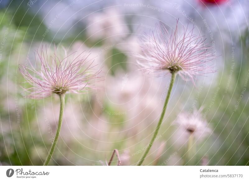 Faded inflorescence of a pasque flower Nature flora Plant Flower Day daylight Garden fade Blossom wax Kitchen Clamp common pasque flower