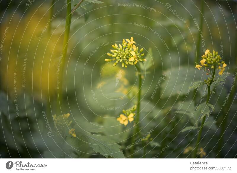 Yellow flowers in the garden Grass Meadow pretty wax Blossom fade Garden daylight Day Flower Plant flora Nature Green