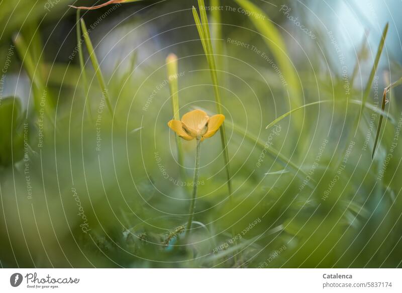 A buttercup in the tall grass Nature flora Plant Flower Day daylight Garden fade Blossom wax pretty Meadow Grass Meadow flower wild flower tuberous buttercup