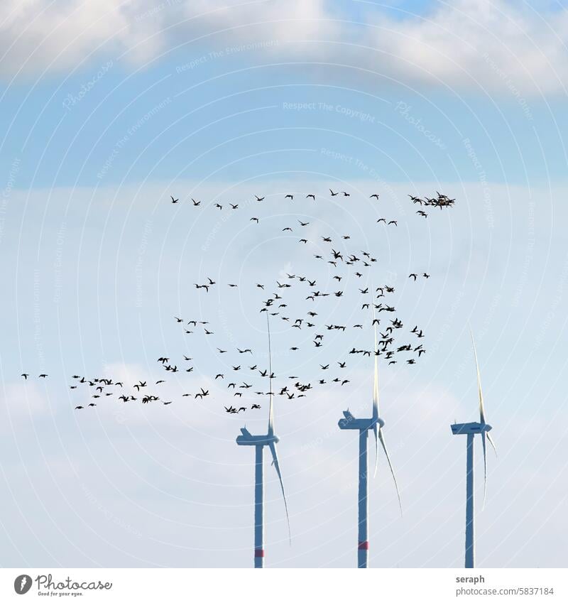 migratory birds Migratory birds geese Goose wind power bikes Resource Energy Environment Nature Barnacle Goose North Frisland North Sea Sky Flying travel Flock