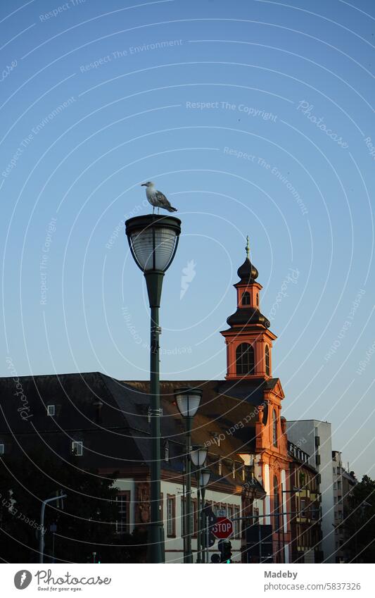Street lamp with seagull on the Old Bridge with the church tower of the Catholic Teutonic Order Church of St. Mary in the light of the evening sun in the Sachsenhausen district of Frankfurt am Main in Hesse