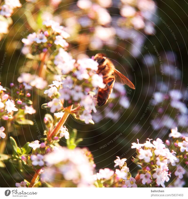 Summ Summ Summ blurriness Sunlight Twilight Close-up Exterior shot Colour photo Summery Diligent Honey Nectar Flying Fragrance Blossoming Grand piano Bee