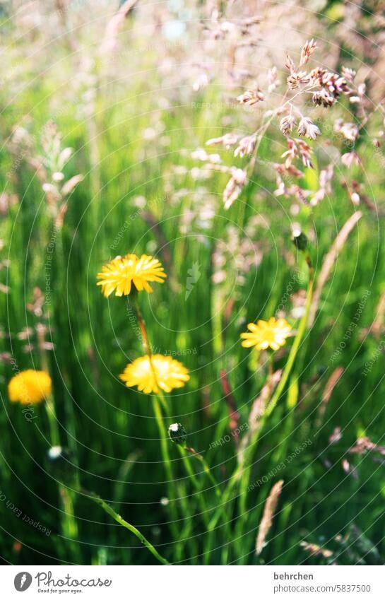 dandelion blurriness Sunlight Exterior shot Colour photo Summery Yellow Warmth pretty Growth Fragrance Blossoming Field Meadow Park Garden Dandelion Wild plant