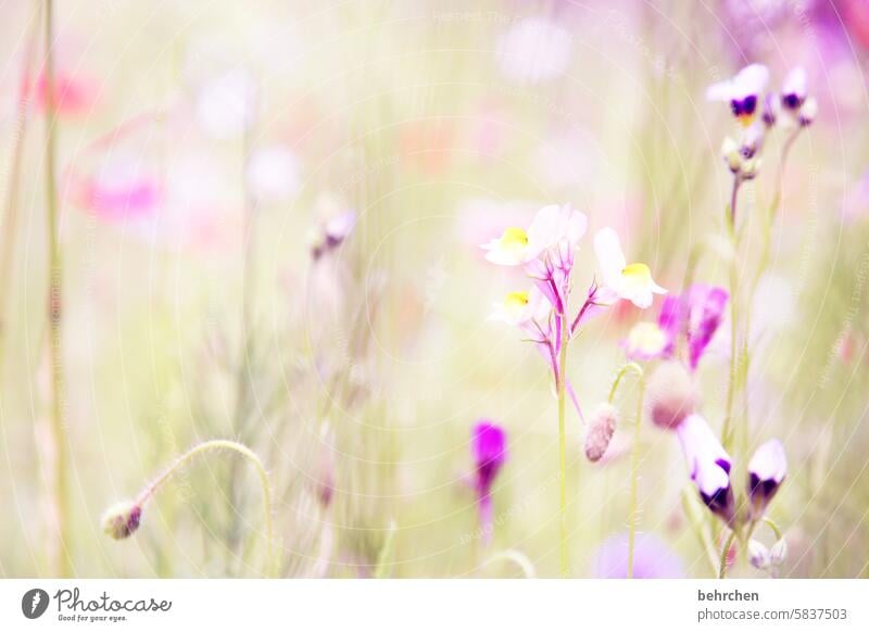 Tender Exterior shot Colour photo Dream Summery Ease Violet Green pretty Blossoming Meadow Park Garden Leaf Grass Flower Spring Nature Plant Beautiful weather