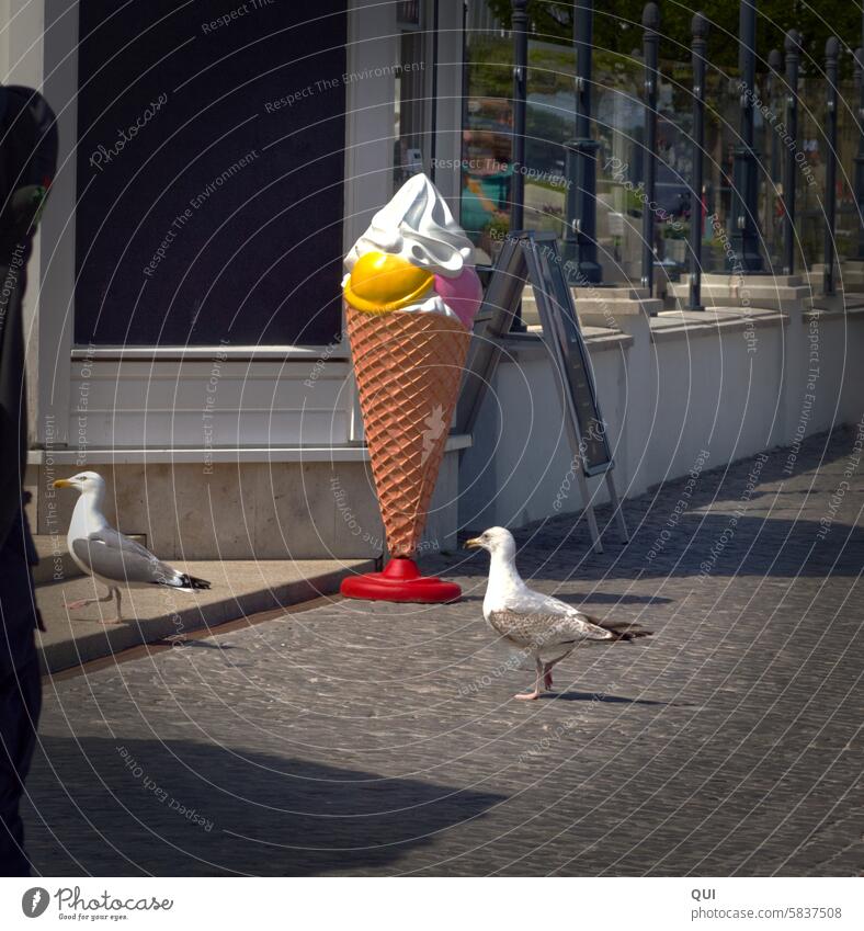 #proverbial/ An ice cream please!!!.... Patience is the key to happiness ...Seagulls queue up in front of the ice cream parlor Ice Ice-cream cone Summer