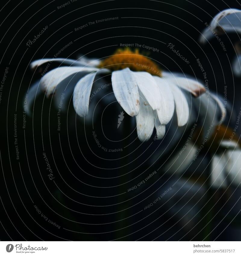 sadness Longing Pain Grief Sadness White Black pretty naturally Growth Faded Blossoming Meadow Park Garden Marguerite Leaf Flower Blossom leave Transience