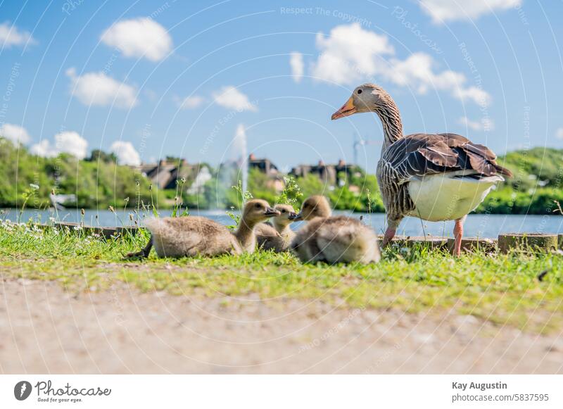 on the lakeshore Gray lag goose Chick Greylag goose chicks Goose Bird Animal Nature Wild goose Exterior shot Wild animal Colour photo Group of animals