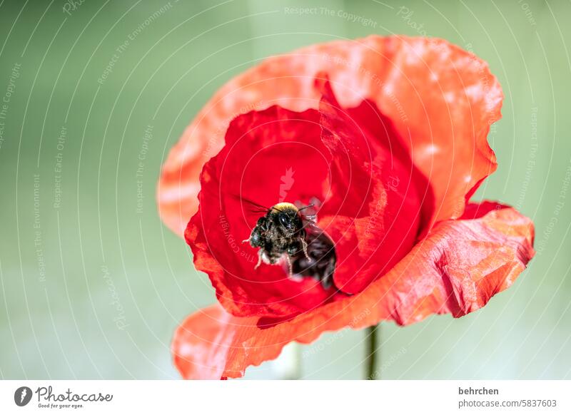 bumblebee on poppy Detail crumpled wrinkled Close-up Meadow pretty Agricultural crop Blossom leave Warmth Wild plant Colour photo Red Plant Nature beautifully