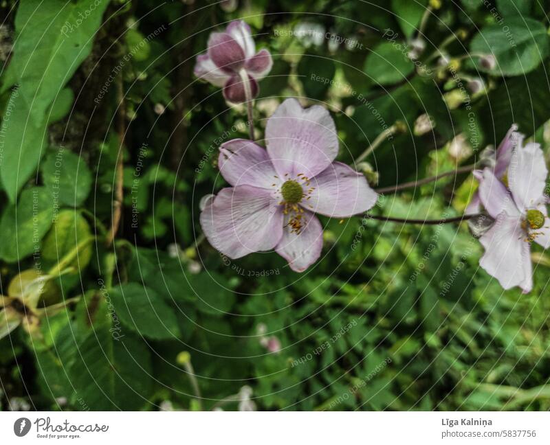 Pink flower Flower Blossom garden flower daylight naturally blurriness flowering flower petals Spring Nature blossom Blossoming pink flower Clematis