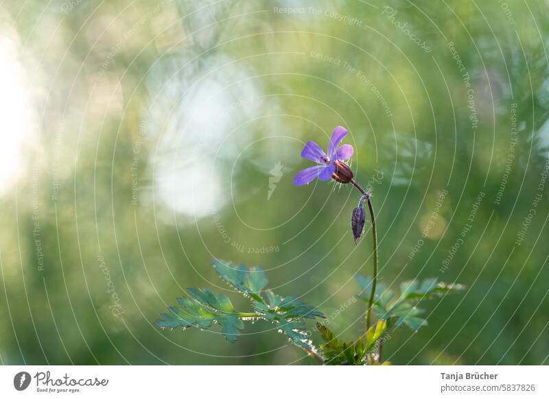 Enchanting little blossom Geranium robertianum Violet Flower Blossom small blossom Diminutive Small Natural garden Garden wild flower Wild plant Delicate pretty