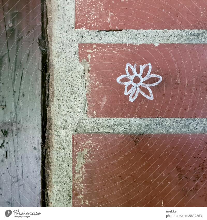 mauerBLÜMCHEN Flower Blossom Spring White Chalk Wall (building) Wall (barrier) Daisy Blossoming marguerites Stone brick brick wall Brick wall masonry Massive