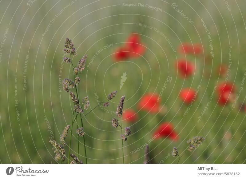 Field impression poppy photo poppy flower photo Nature photo blossoms Grain poppy seed capsules poppies Margin of a field flowers Season poppy season Poppy Time